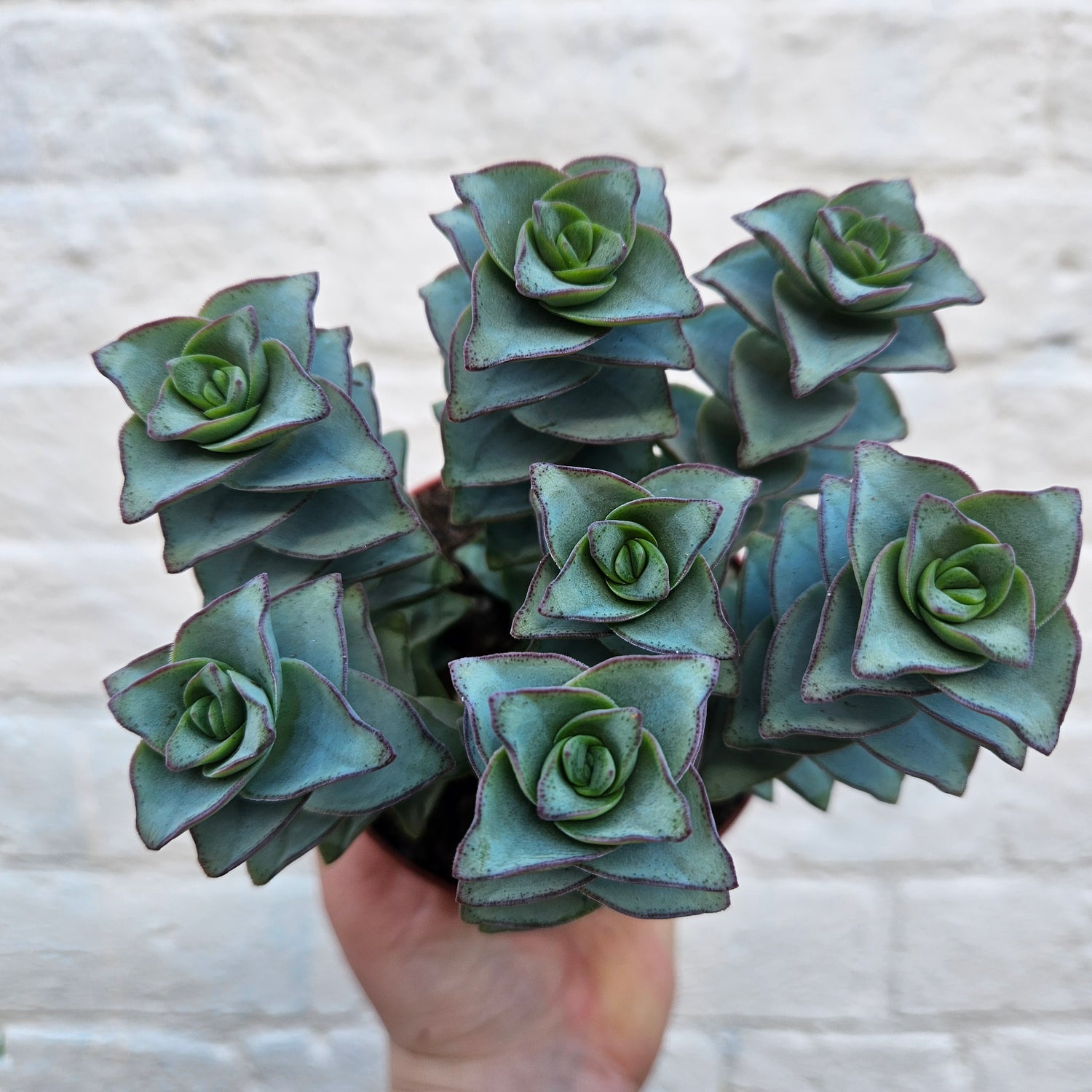 Crassula perforata (String of Buttons Succulent plant)