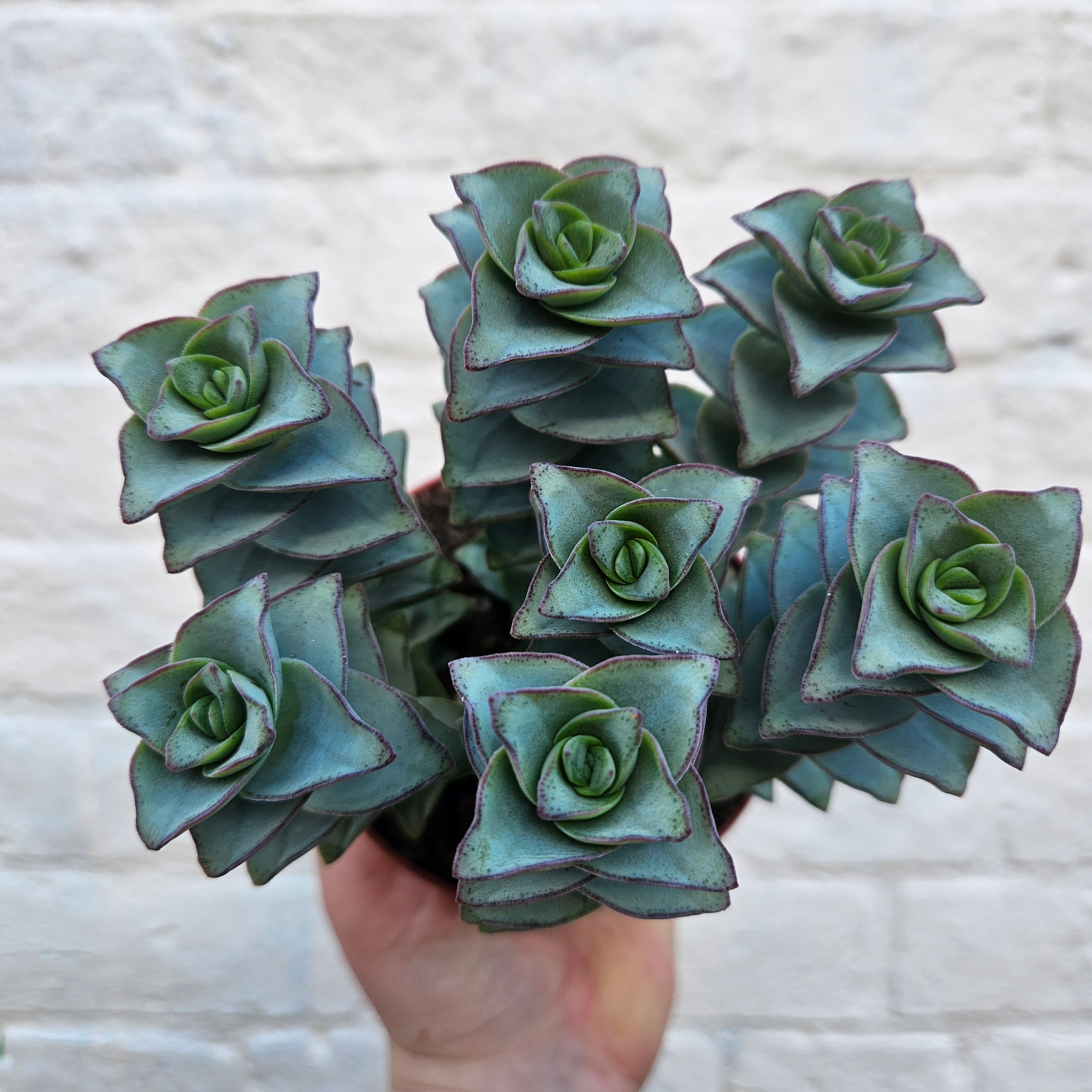 Crassula perforata (String of Buttons Succulent plant)