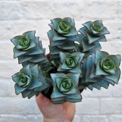 Crassula perforata (String of Buttons Succulent plant)