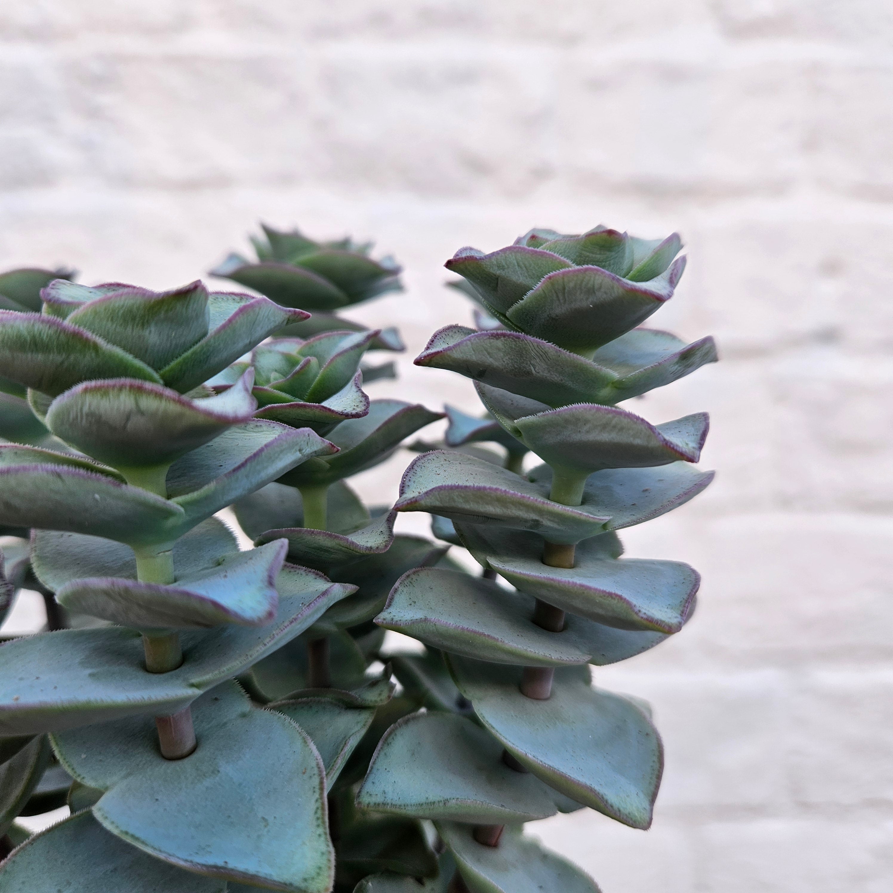 Crassula perforata (String of Buttons Succulent plant)