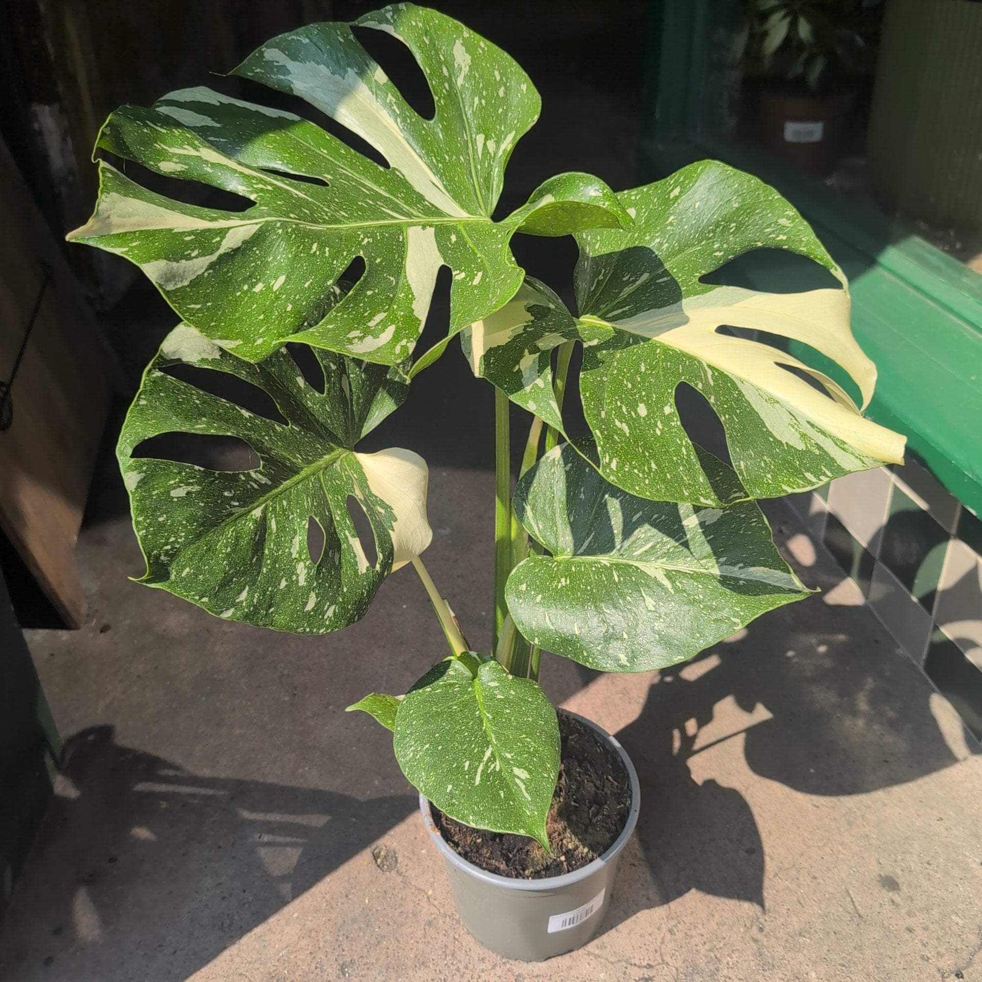 Monstera deliciosa &