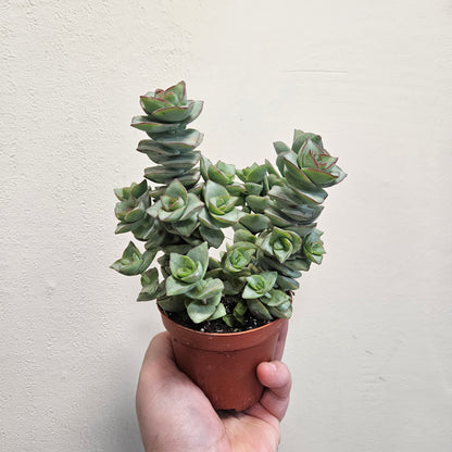 Crassula perforata (String of Buttons Succulent plant)
