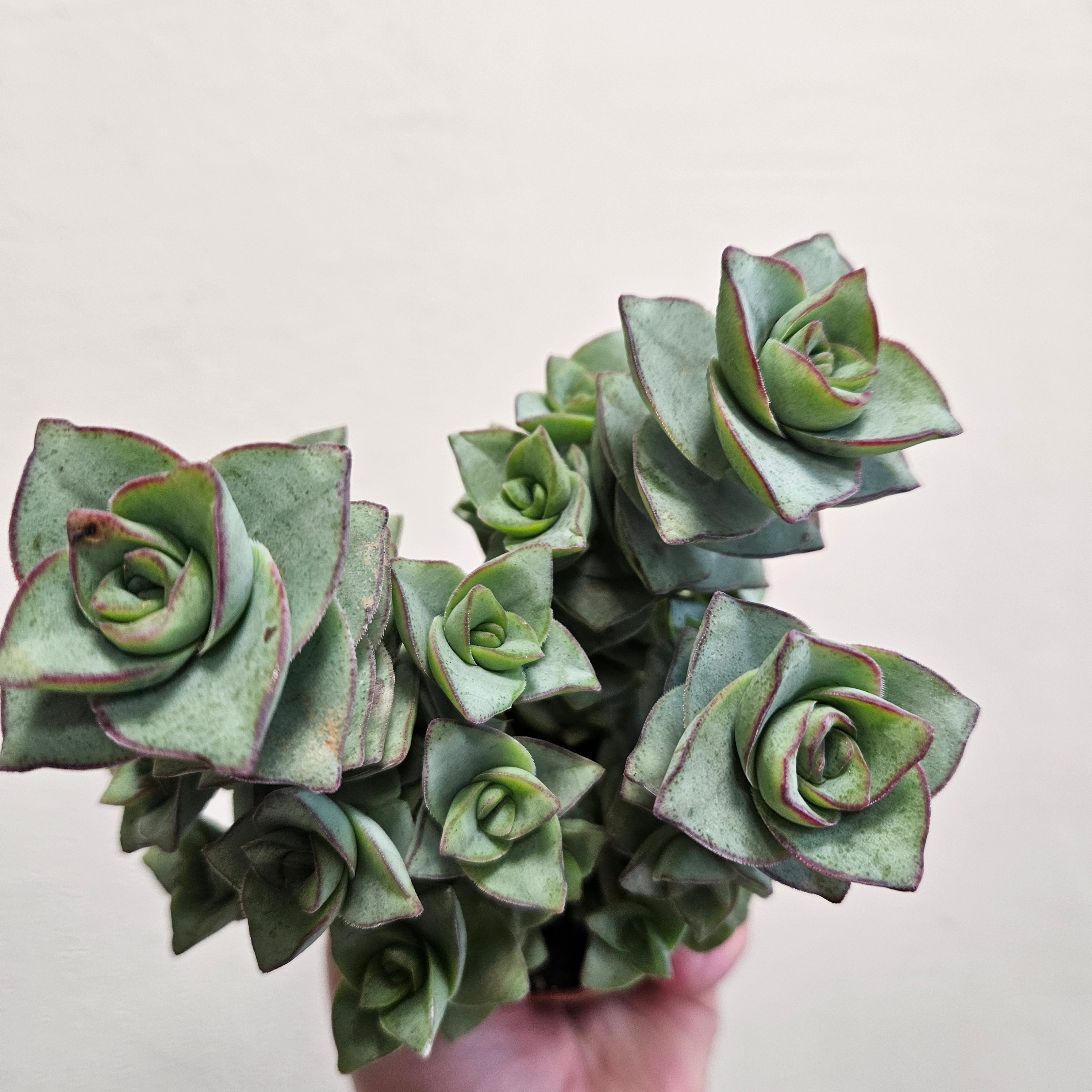 Crassula perforata (String of Buttons Succulent plant)