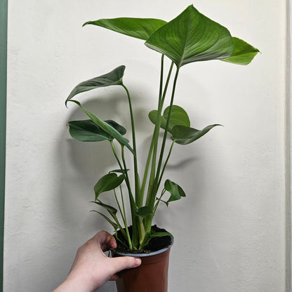 Monstera Deliciosa (Cheese Plant / Swiss Cheese Plant) - Various Sizes
