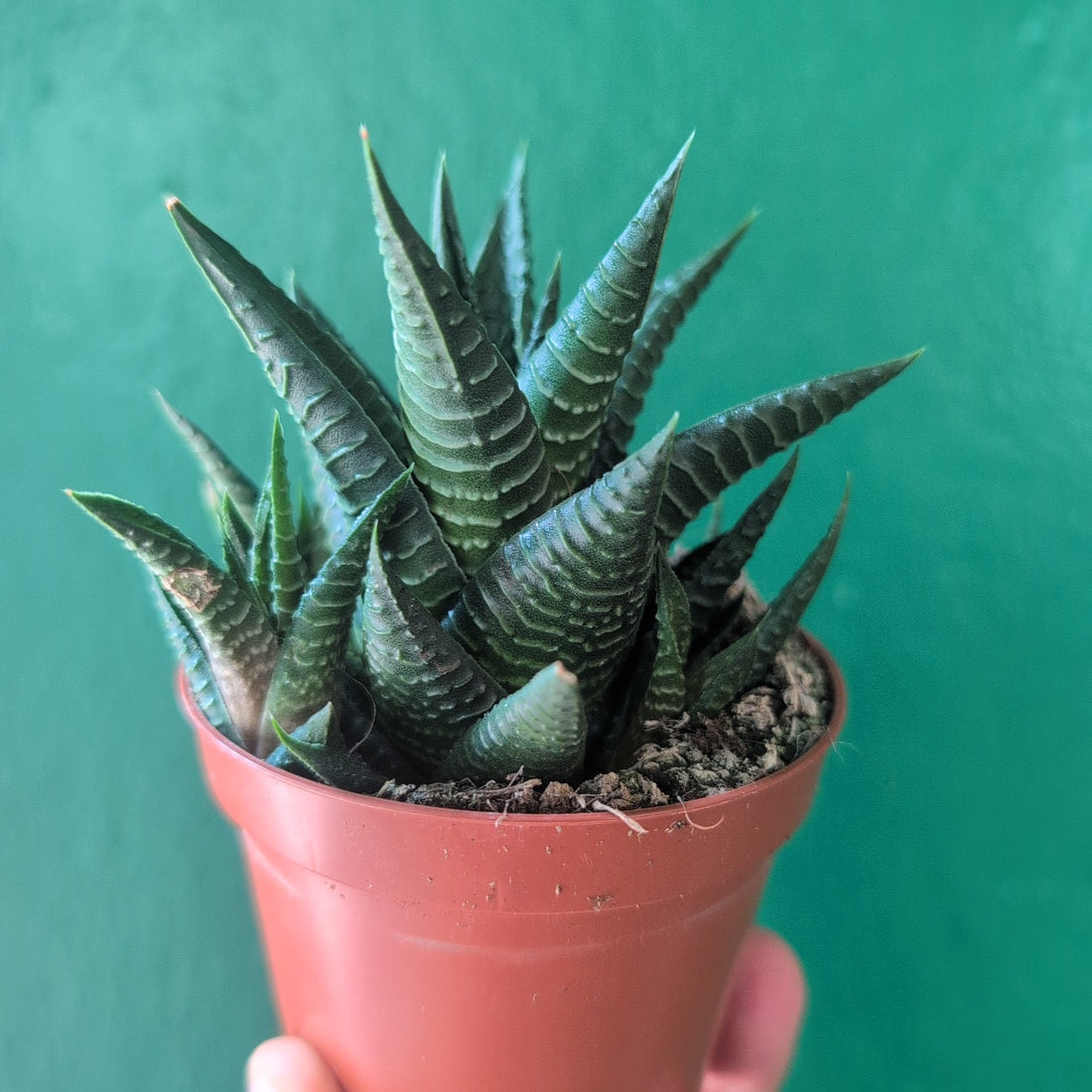Haworthia limifolia (Fairy Washboard)