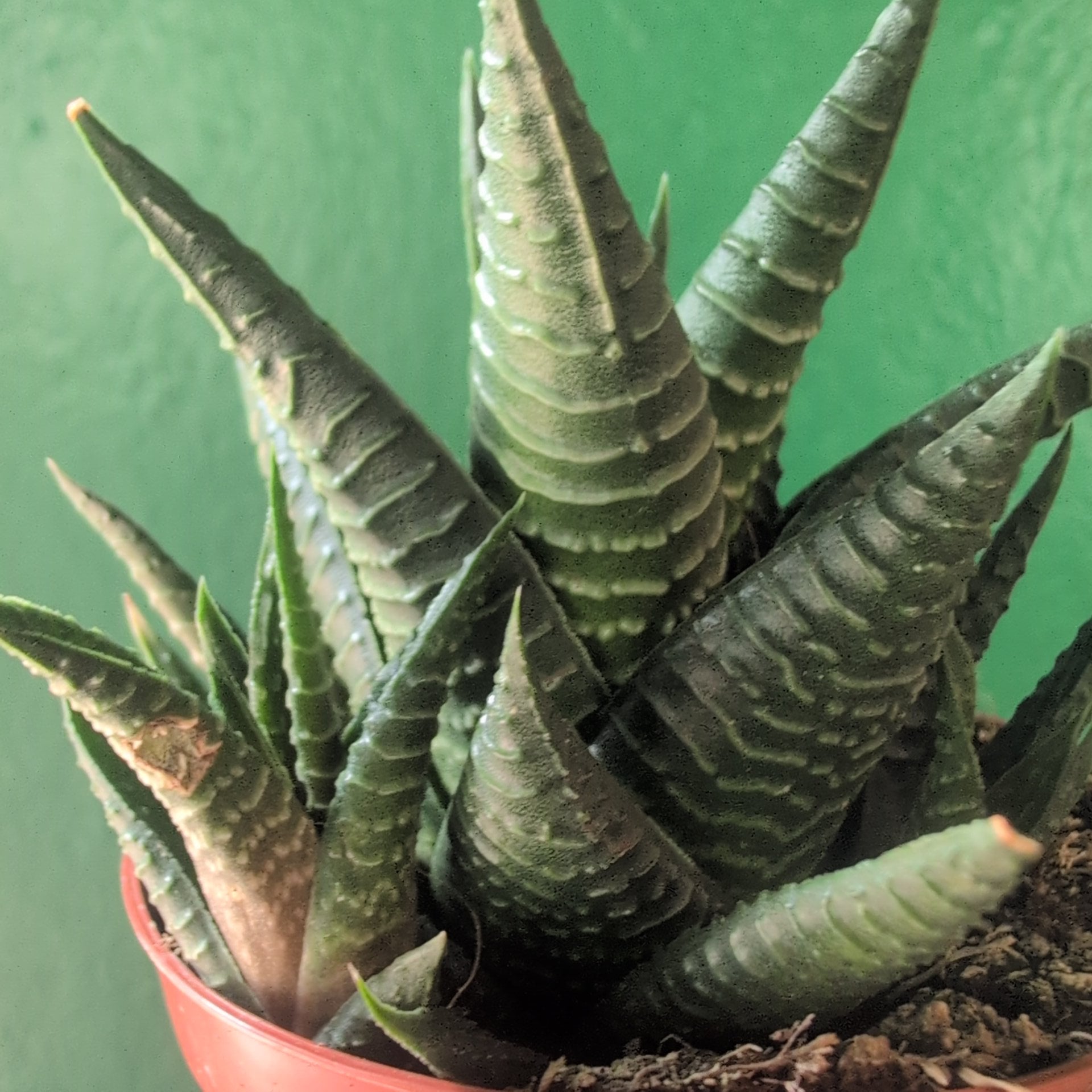 Haworthia limifolia (Fairy Washboard)