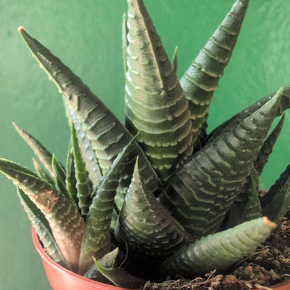 Haworthia limifolia (Fairy Washboard)