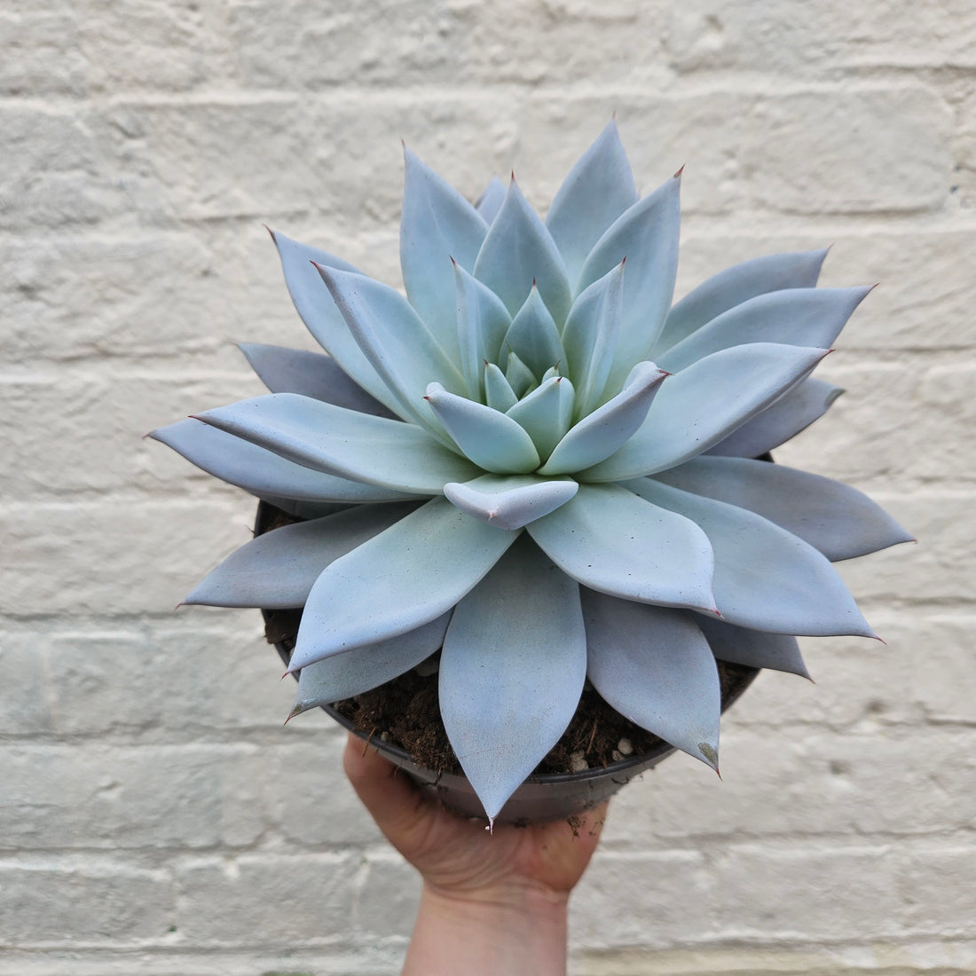 Echeveria &