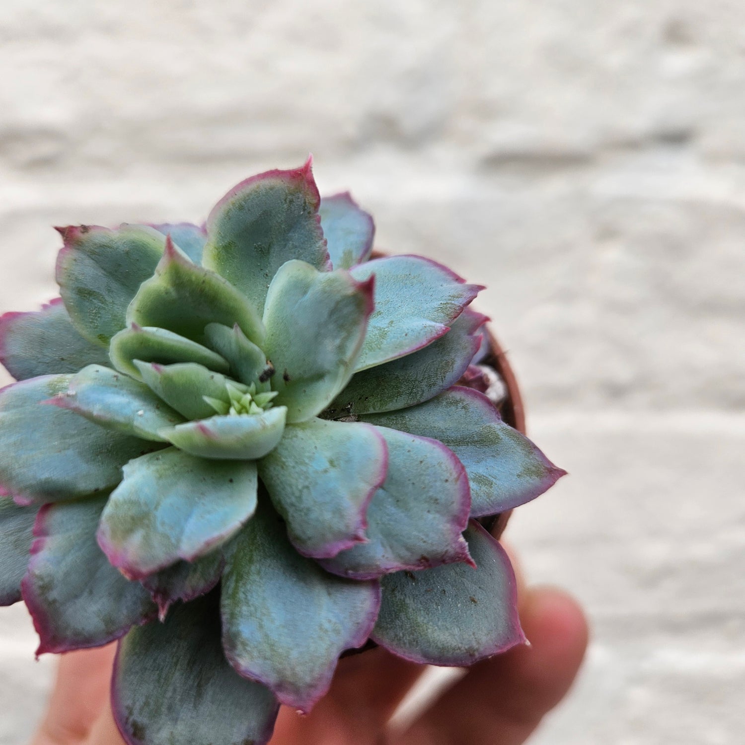 Echeveria &
