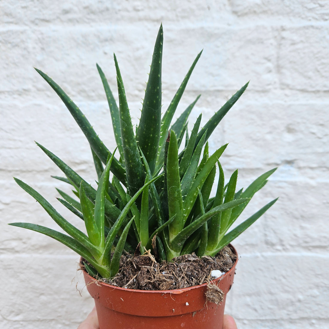 Aloe perfoliata syn. Aloe mitriformis (Mitre aloe/ Succulent aloe)