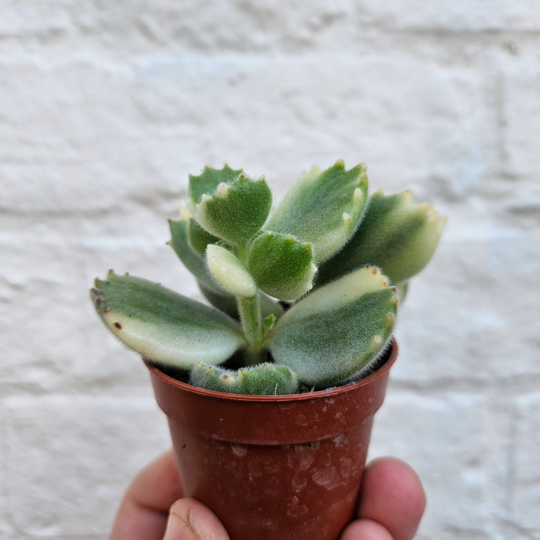 Cotyledon tomentosa &