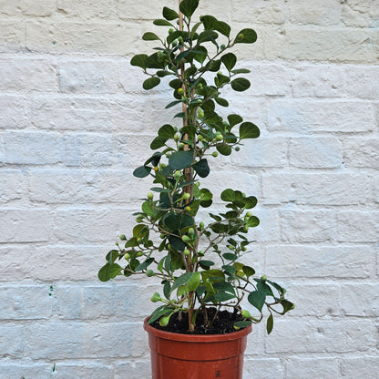Ficus deltoidea (Mistletoe Fig)