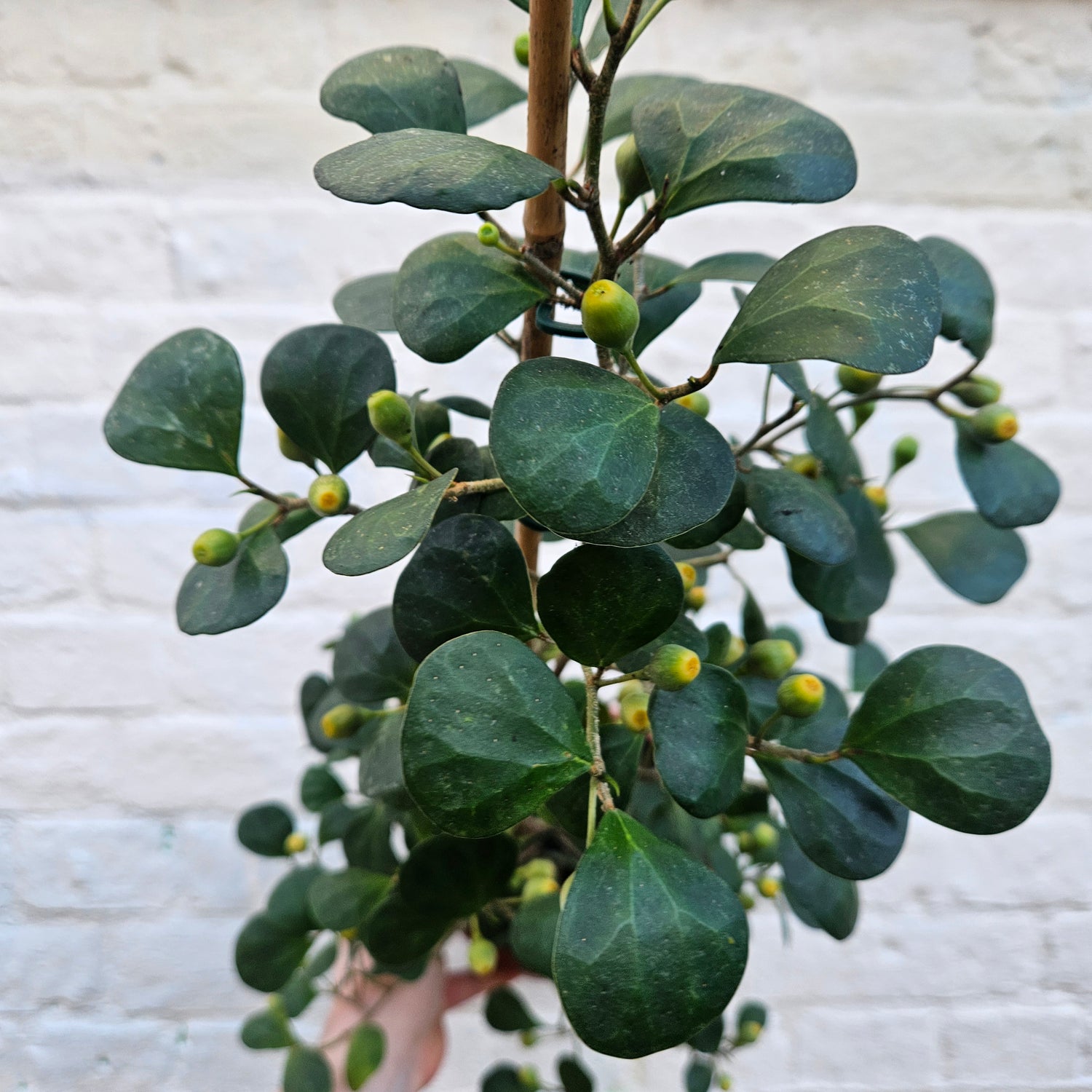 Ficus deltoidea (Mistletoe Fig)