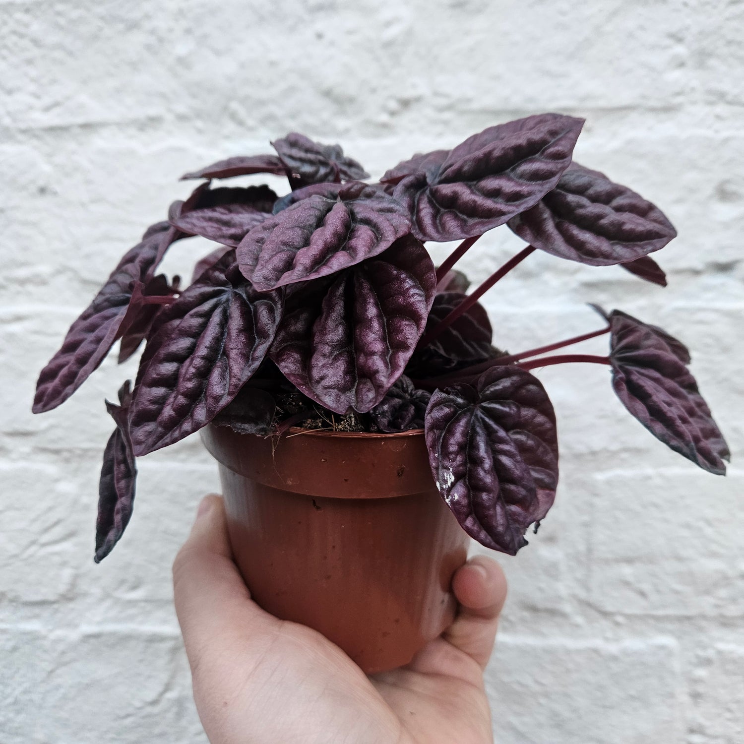 Peperomia caperata &