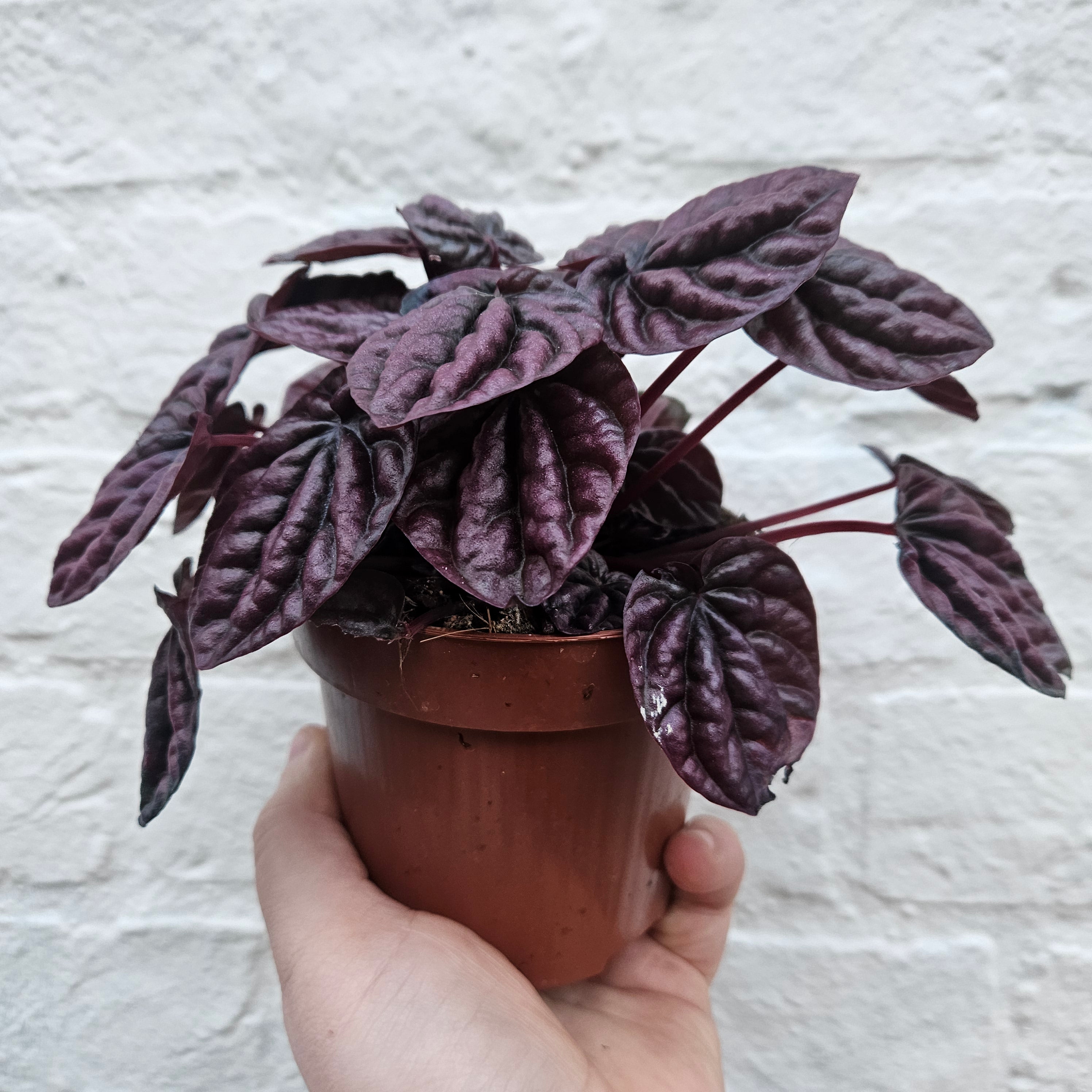 Peperomia caperata &