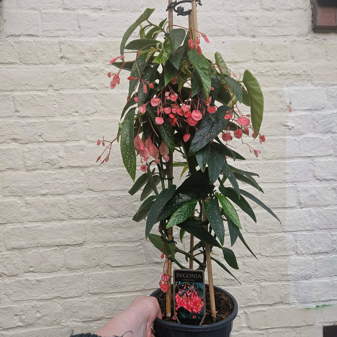 Begonia &