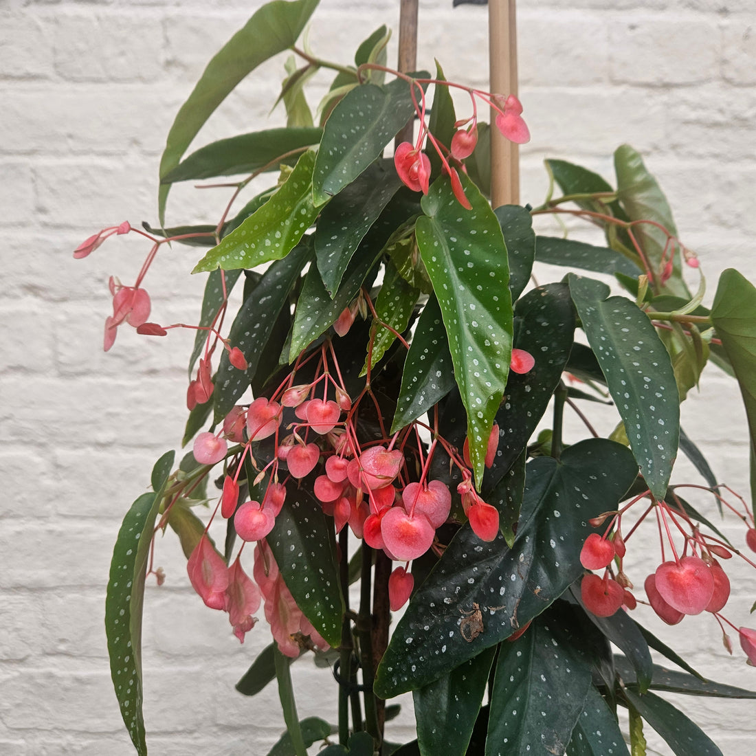 Begonia &