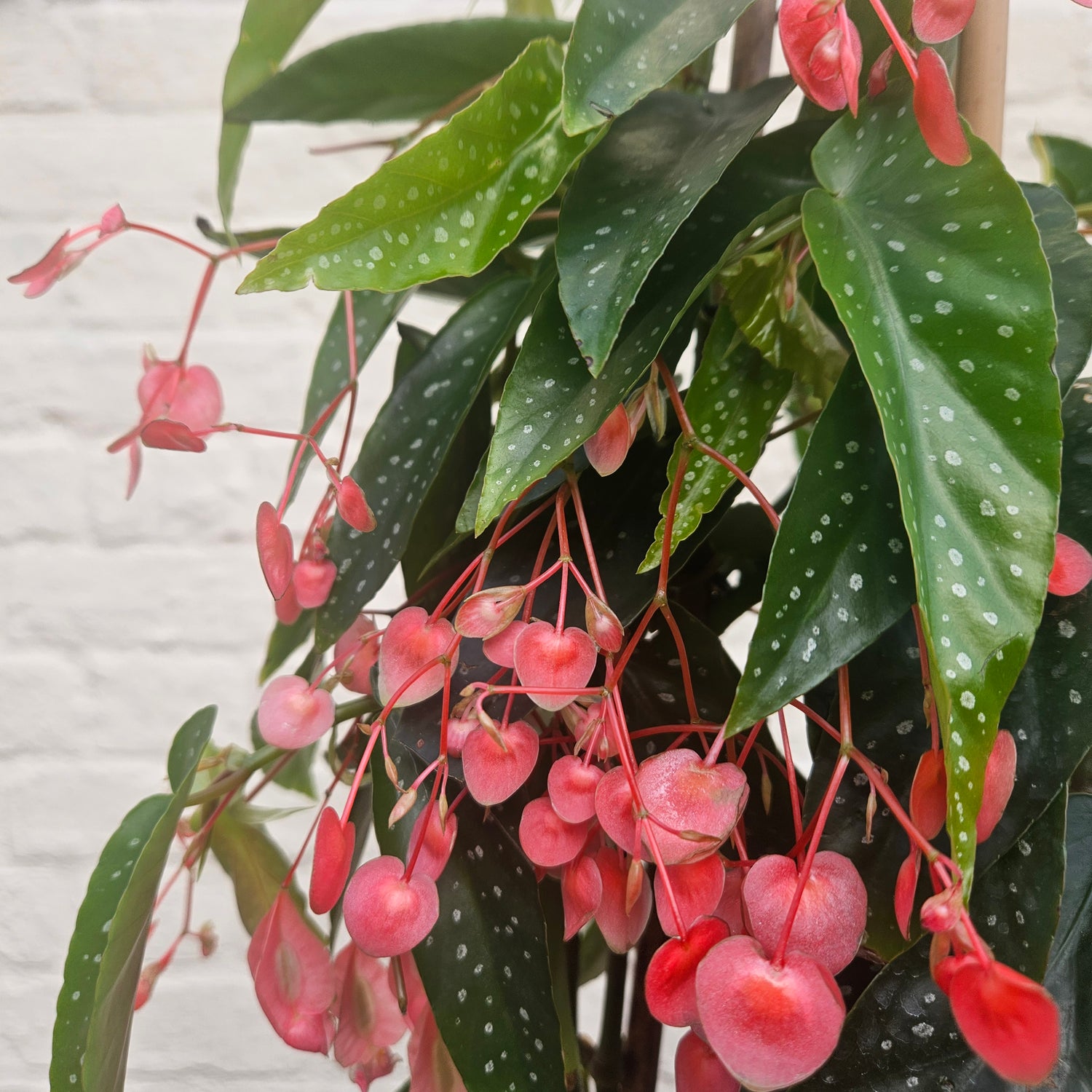 Begonia &
