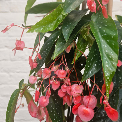 Begonia &