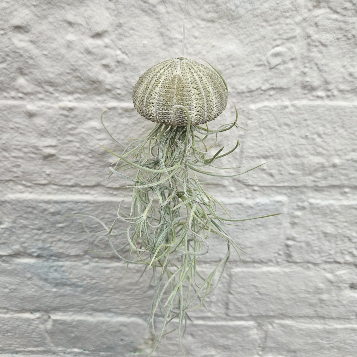 Tillandsia usneoides &