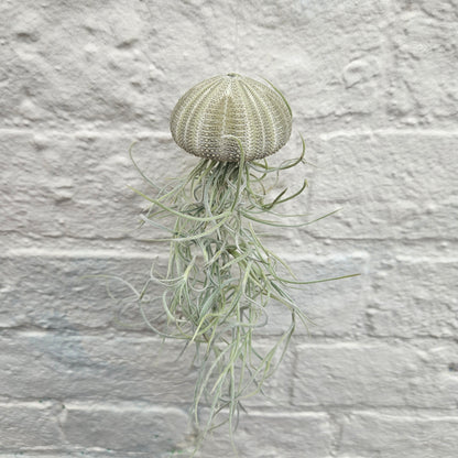 Tillandsia usneoides &