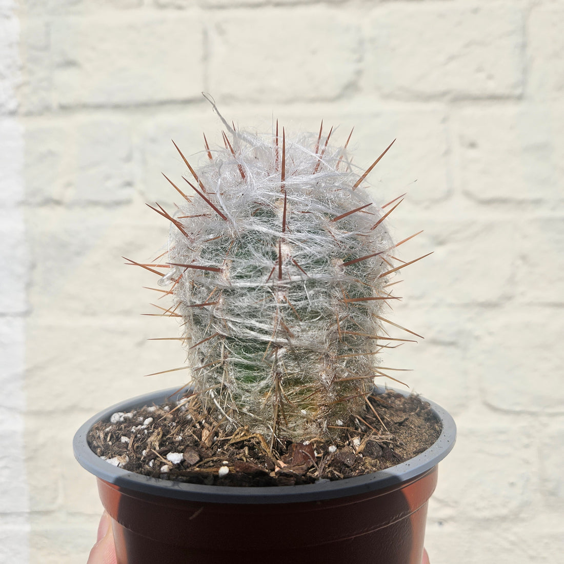 Oreocereus trollii (Old Man Cactus/ Old Man of the Andes) - British Grown Cacti