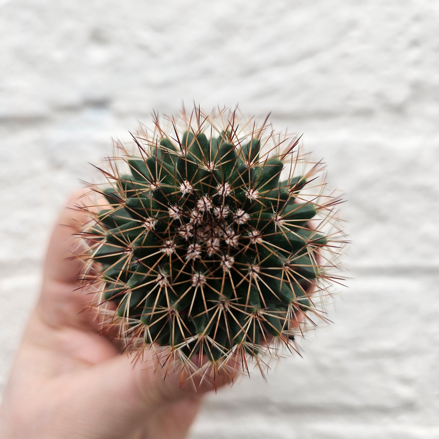 Mammillaria ernestii (True Mammillaria)- British Grown Cacti
