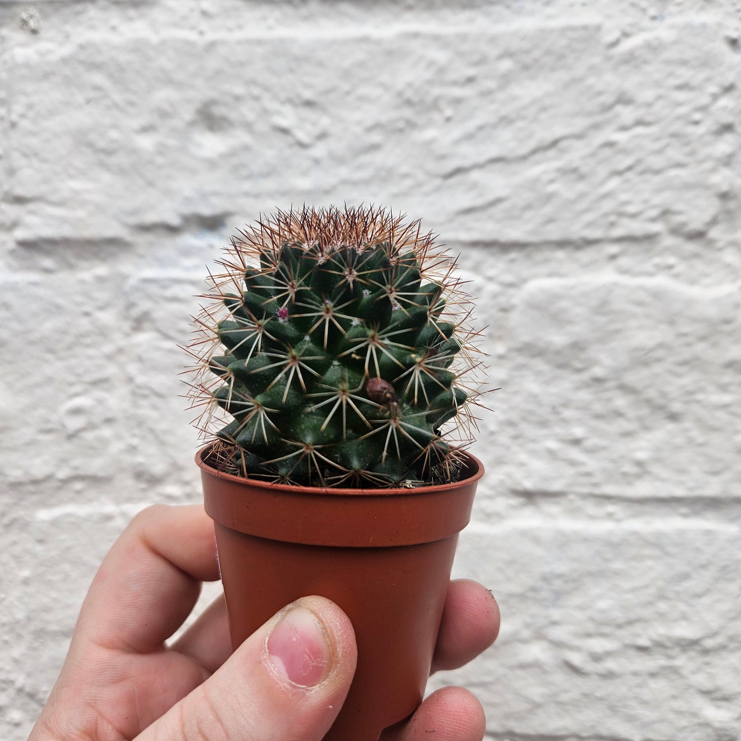 Mammillaria ernestii (True Mammillaria)- British Grown Cacti