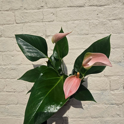 Anthurium andraeanum (Flamingo Flower)