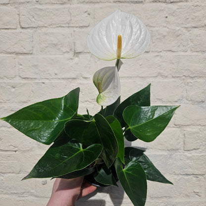 Anthurium andraeanum (Flamingo Flower)