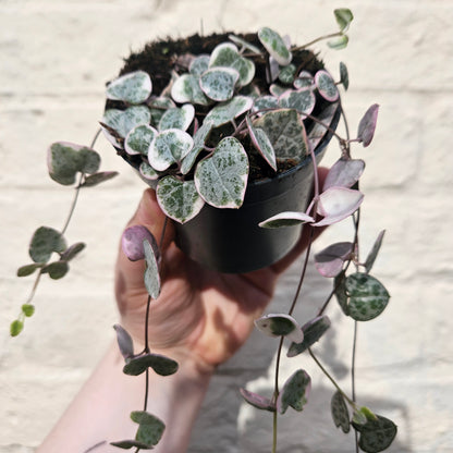 Ceropegia woodii (Variegated String of Hearts/ Rosary Vine)