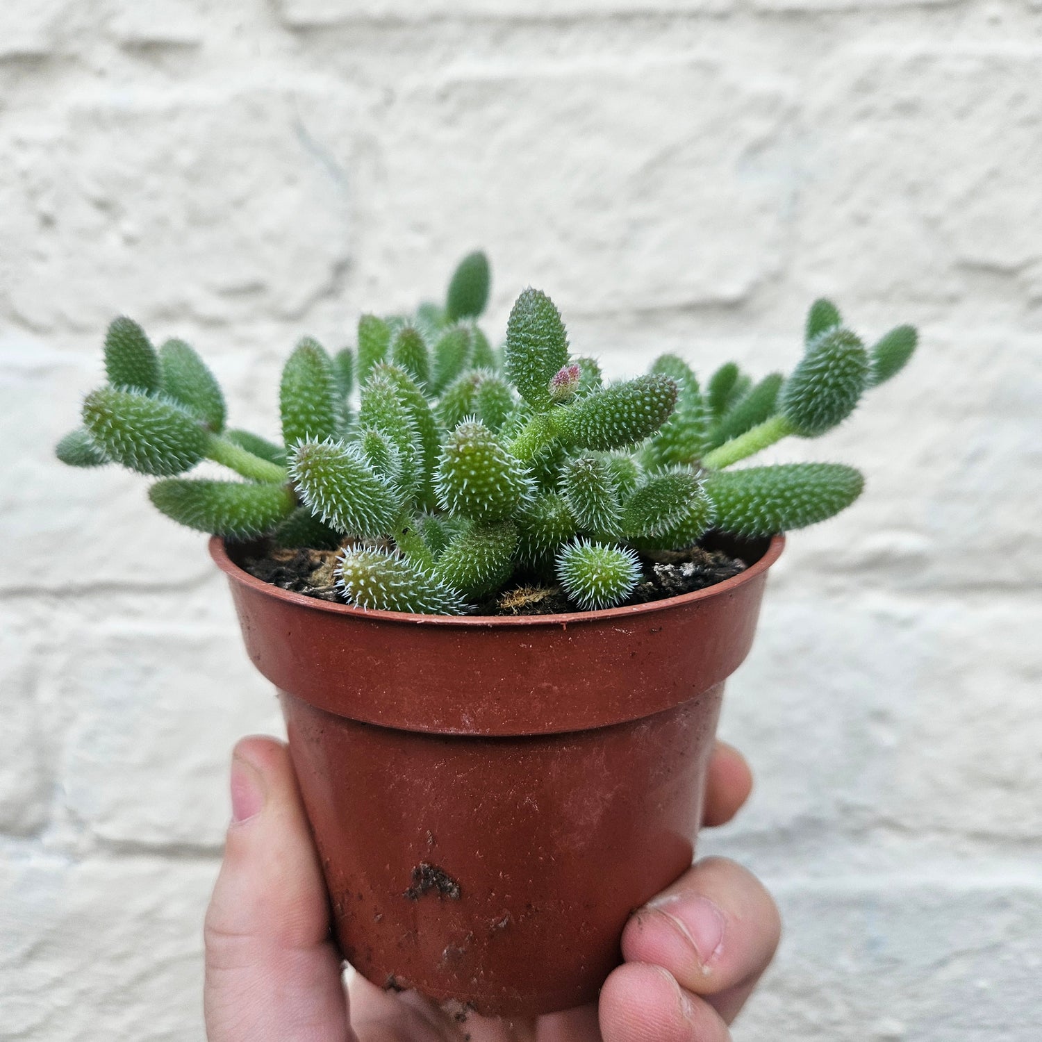 Delosperma echinatum (Pickle Plant)