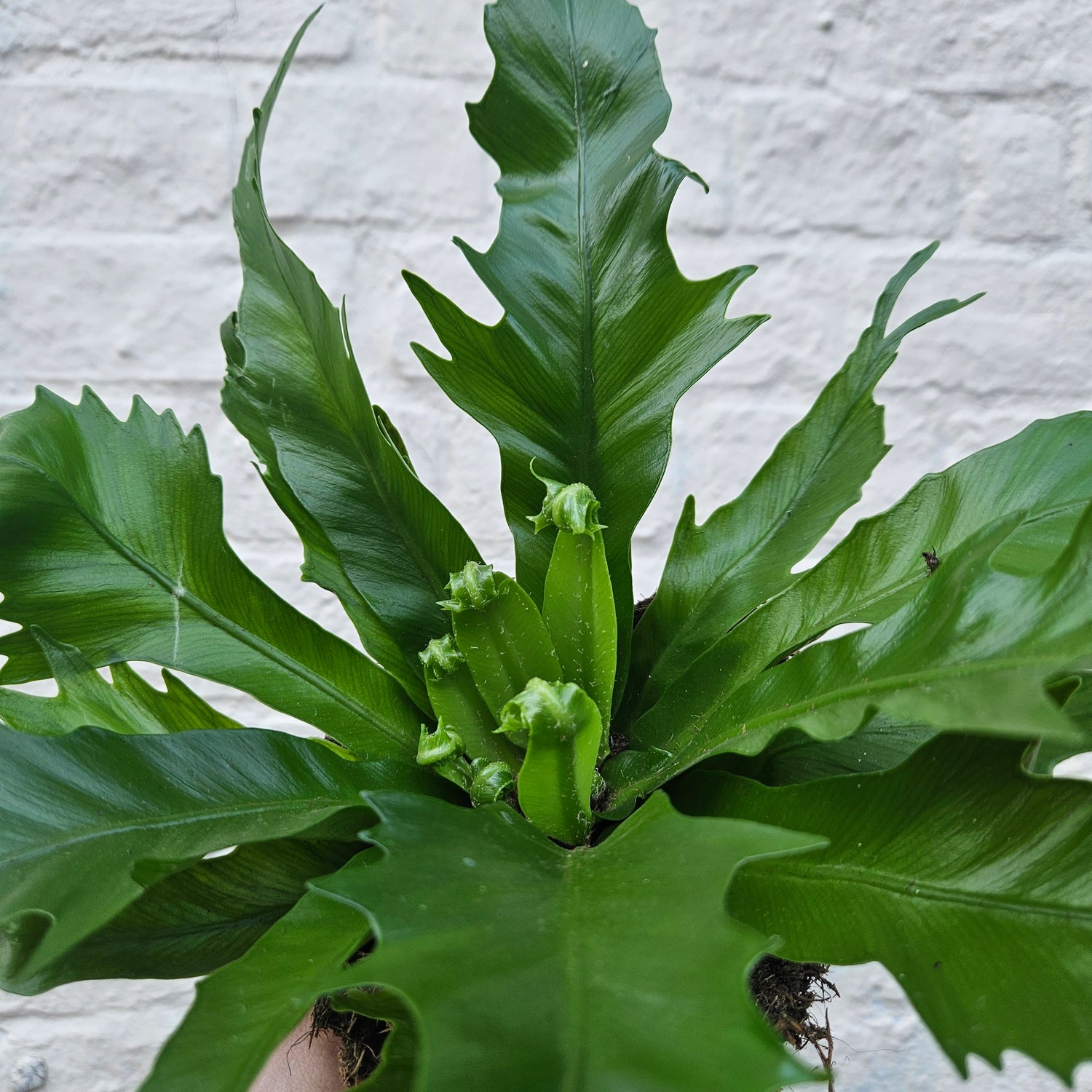 Asplenium gioia (Nest Fern)