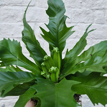 Asplenium gioia (Nest Fern)