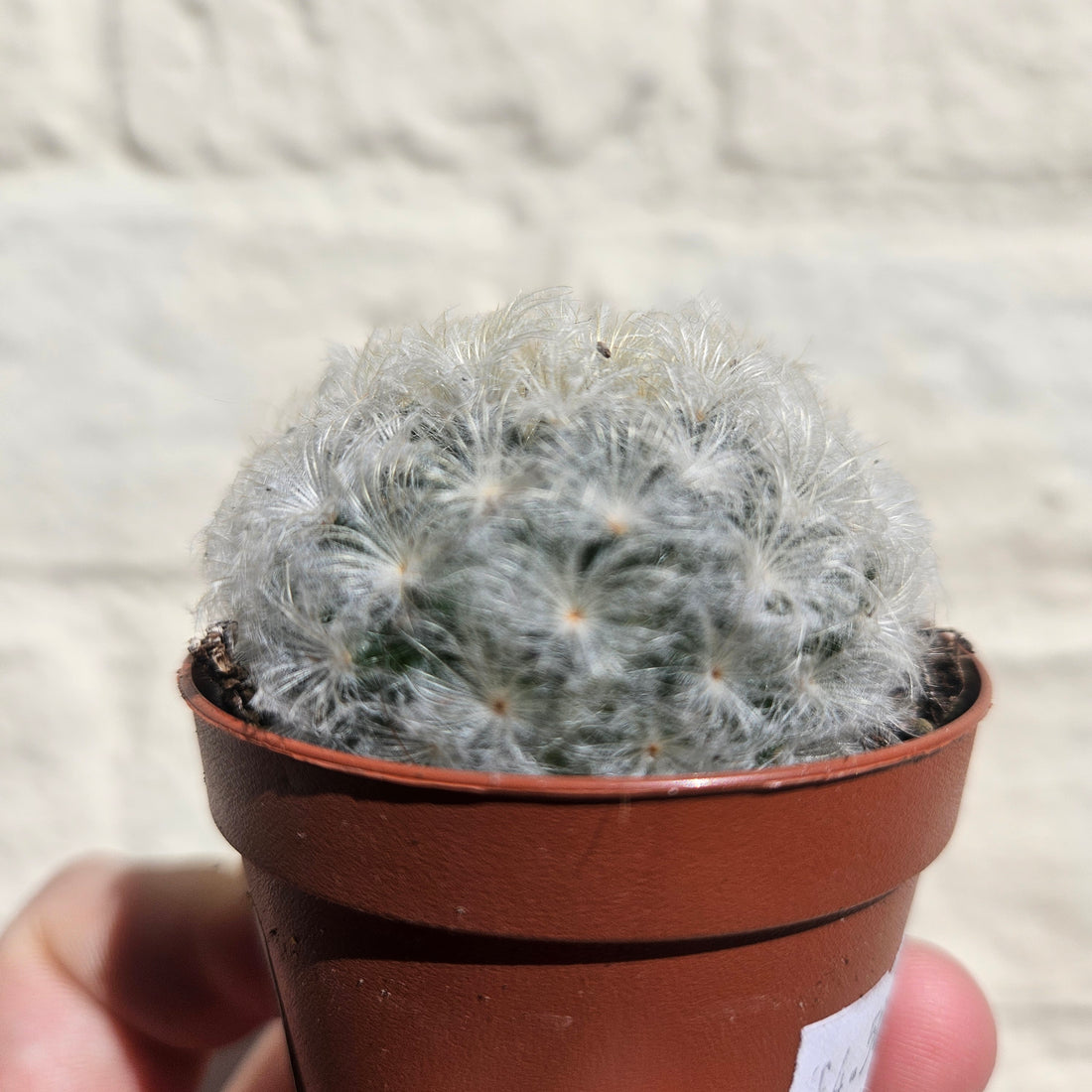 Mammillaria plumosa (Feather Cactus) British grown cacti