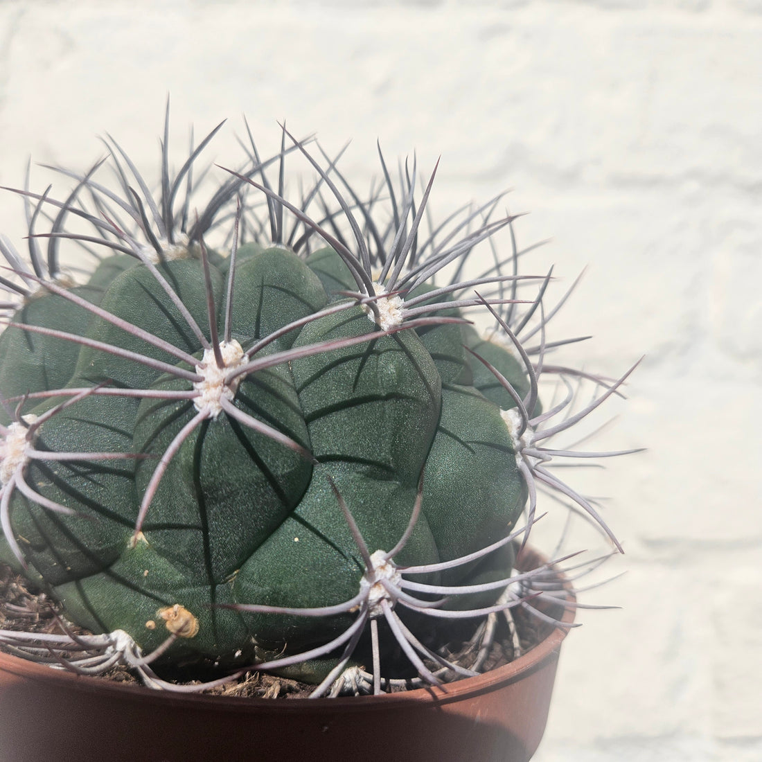 Gymnocalycium &