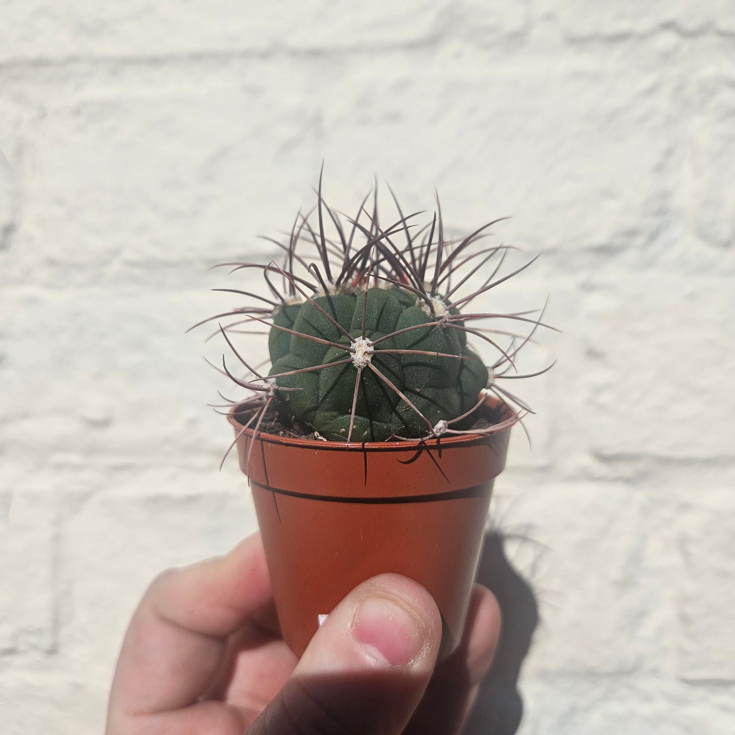 Gymnocalycium &
