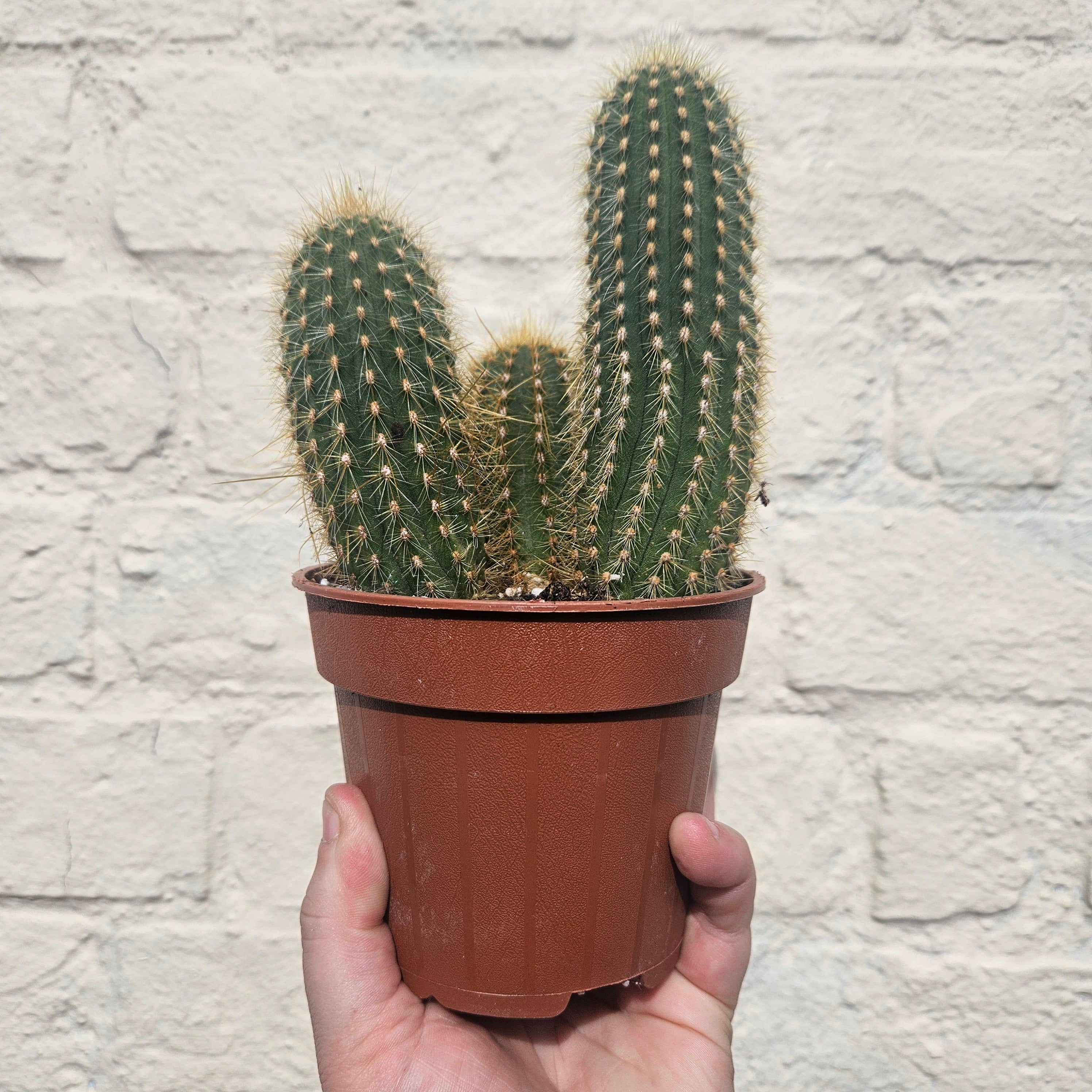 Vatricania guentheri syn. Espostoa guentheri (Red Fox Tail Cactus) - British grown cacti
