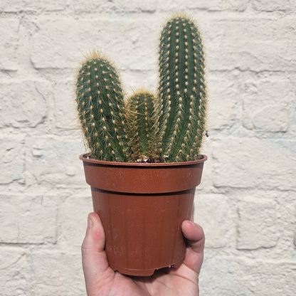 Vatricania guentheri syn. Espostoa guentheri (Red Fox Tail Cactus) - British grown cacti