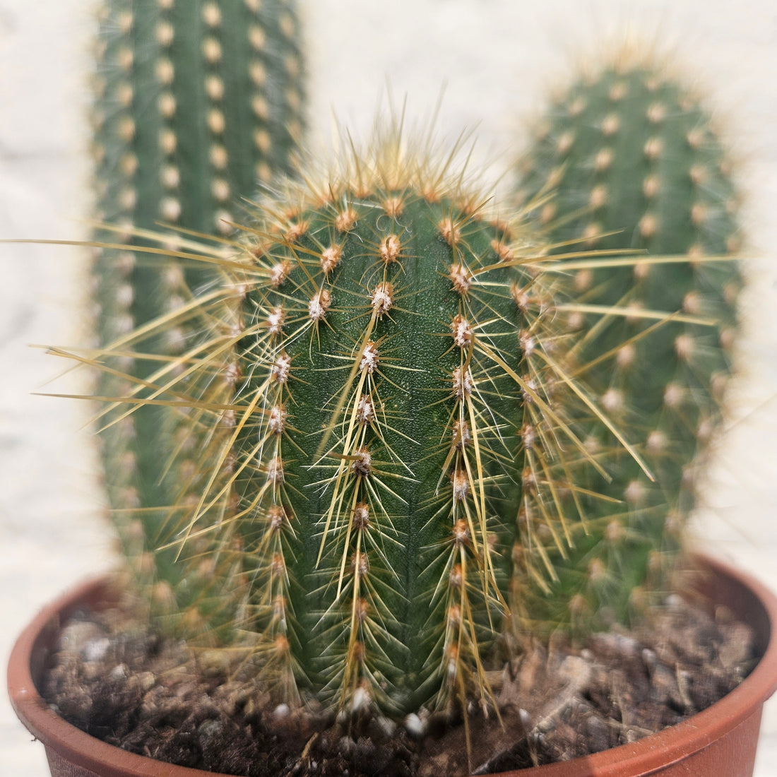 Vatricania guentheri syn. Espostoa guentheri (Red Fox Tail Cactus)