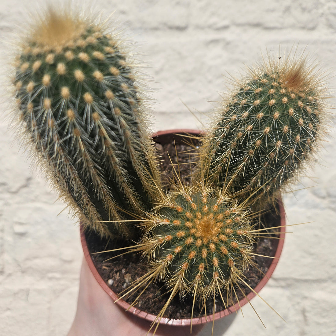 Vatricania guentheri syn. Espostoa guentheri (Red Fox Tail Cactus)