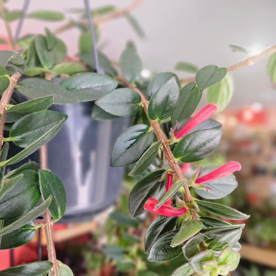 Columnea ‘Krakatau’ (Goldfish Plant)