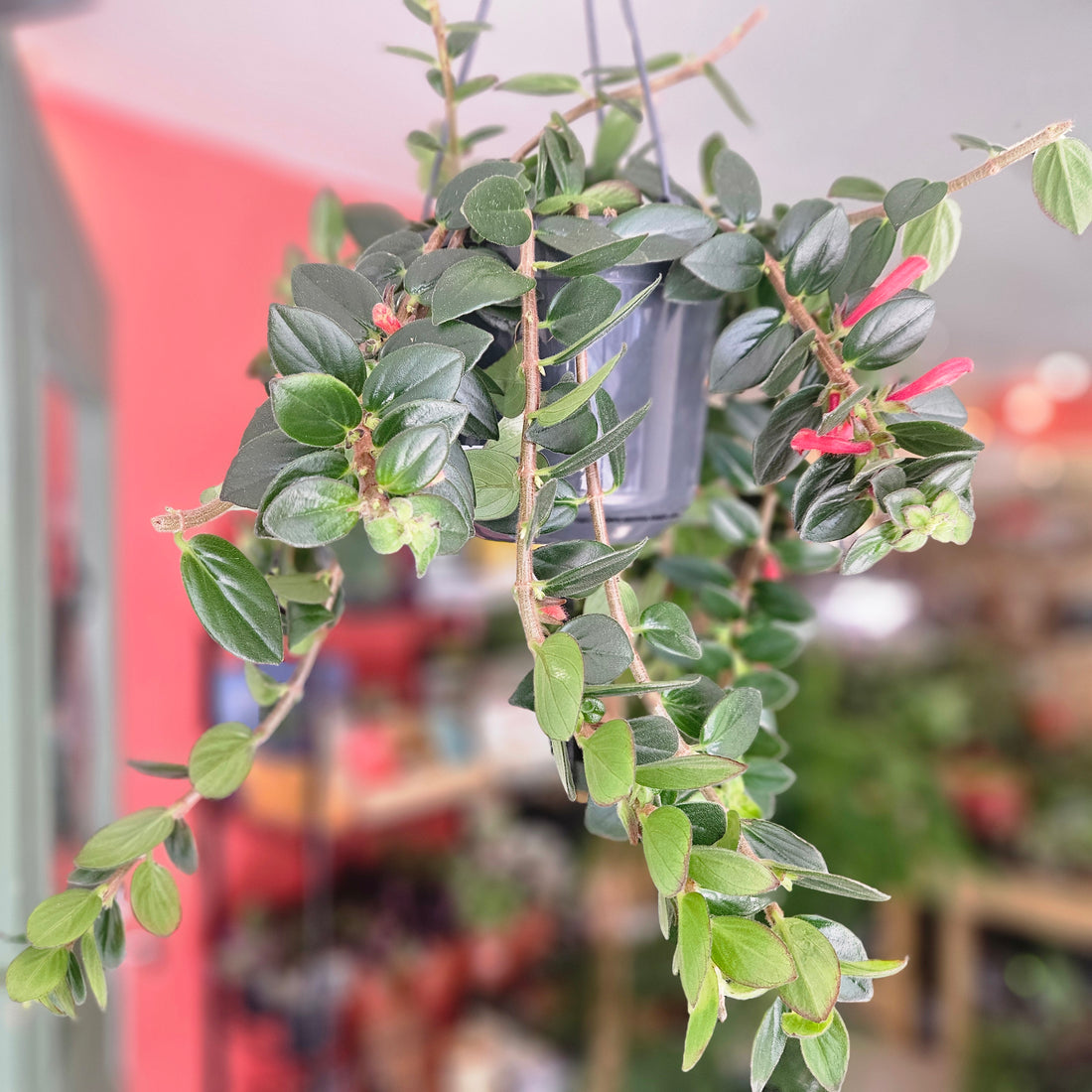 Columnea ‘Krakatau’ (Goldfish Plant)