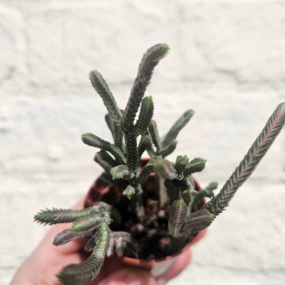 Crassula lycopodioides (Watchchain Plant)