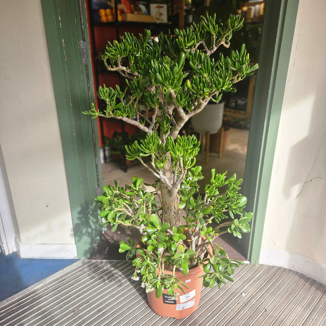Crassula ovata &