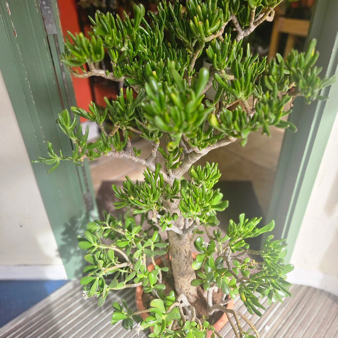Crassula ovata &
