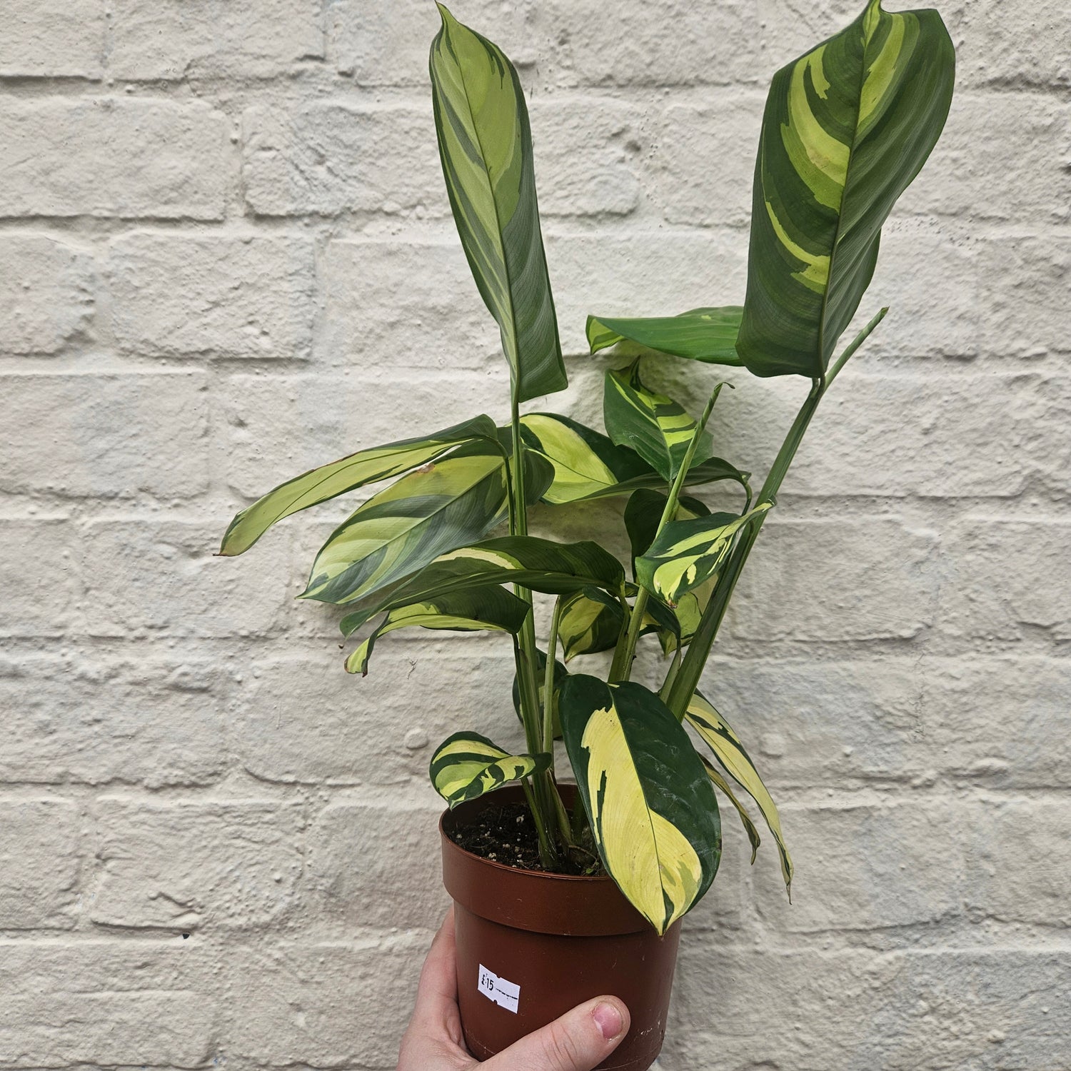 Ctenanthe pilosa &