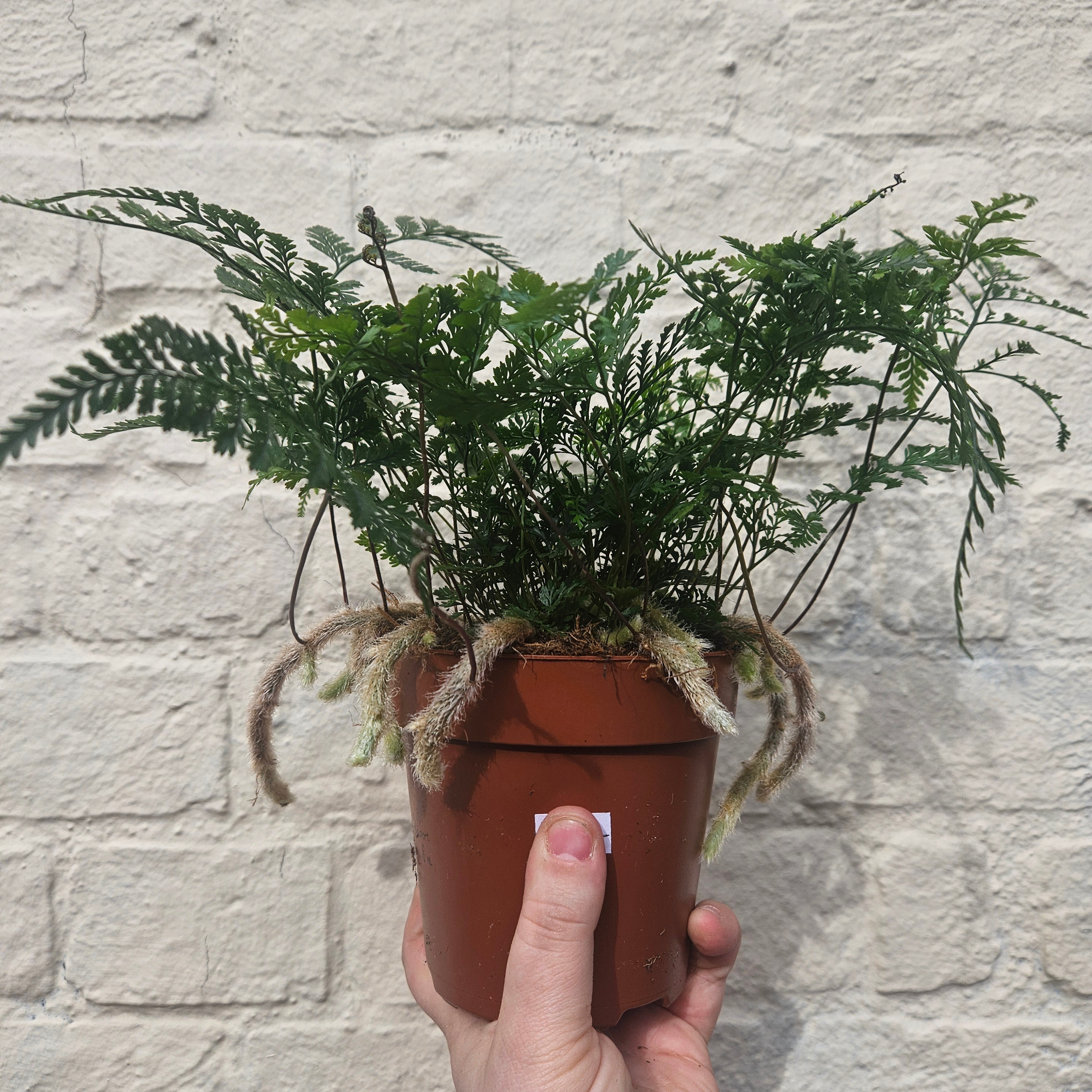 Humata Fern Buy Humata tyermanii (White Rabbit Foots Fern) | Between Two Thorns