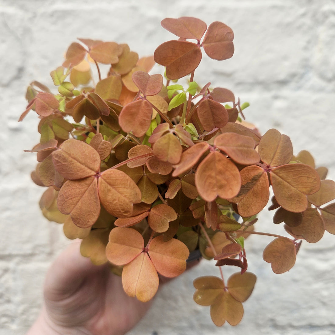 Oxalis spiralis vulcanicola &