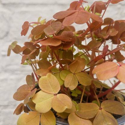 Oxalis spiralis vulcanicola &